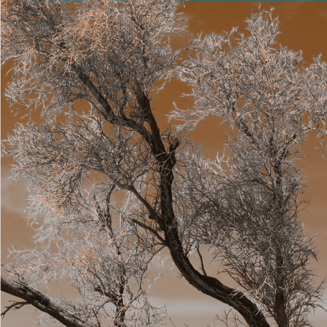A tree with gray branches against a muted background.